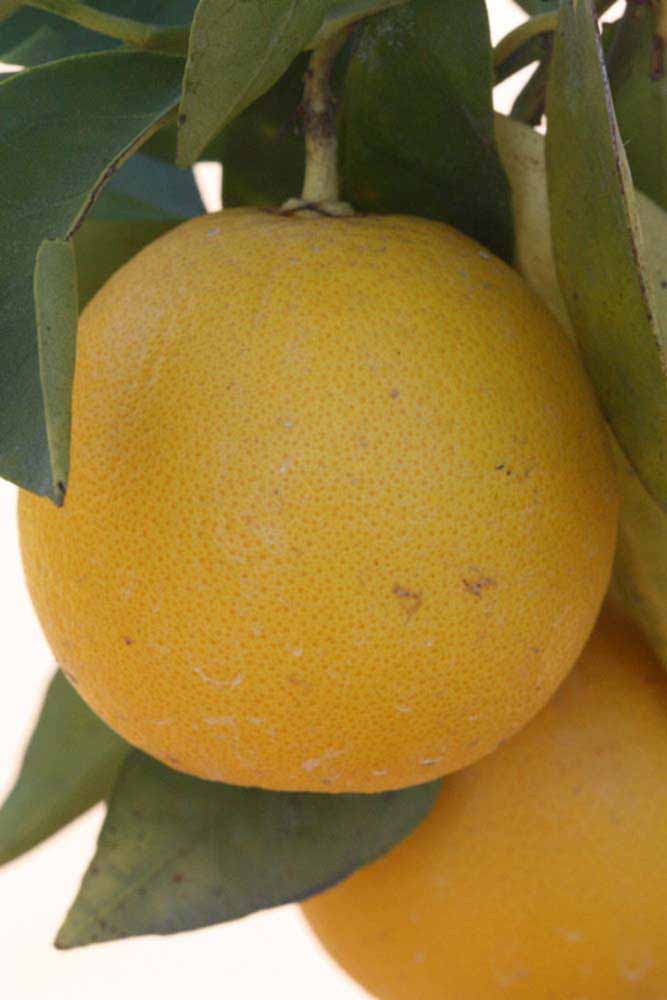            Fruit (Riverside, CA)   